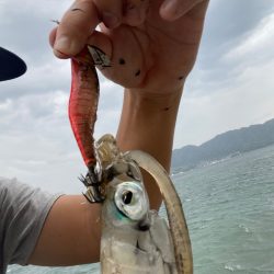 台風前の短期間エギング