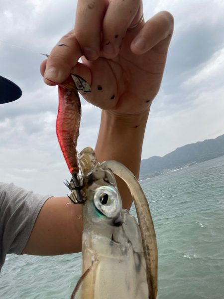 台風前の短期間エギング