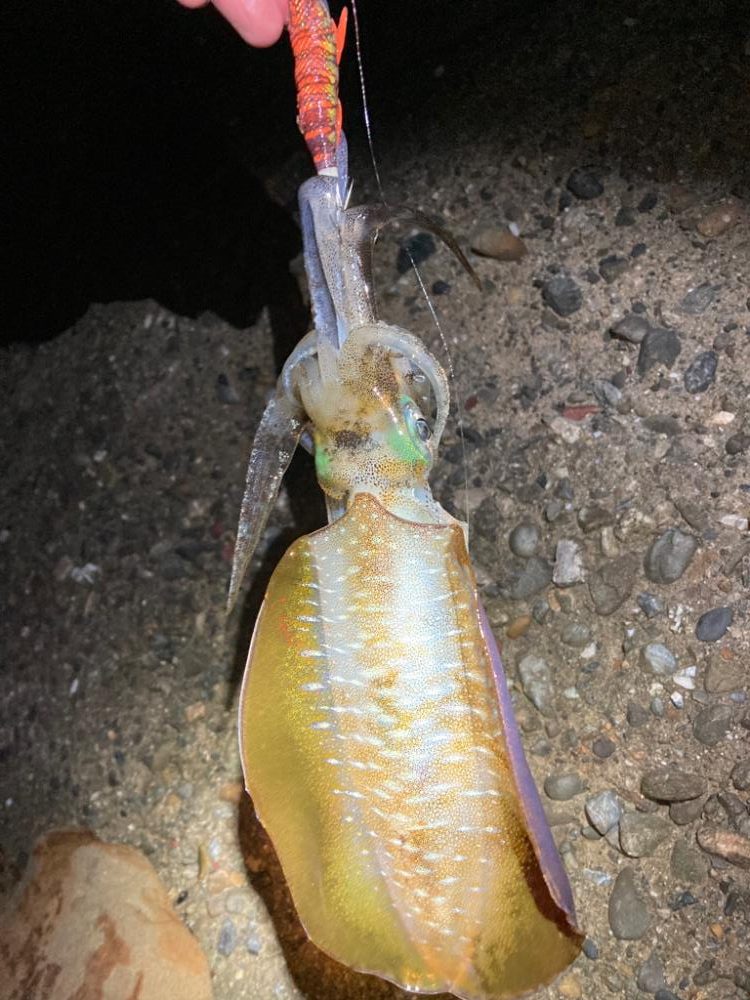 和歌山秋イカ好調!!