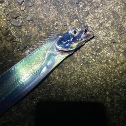 太刀魚狙いの釣り