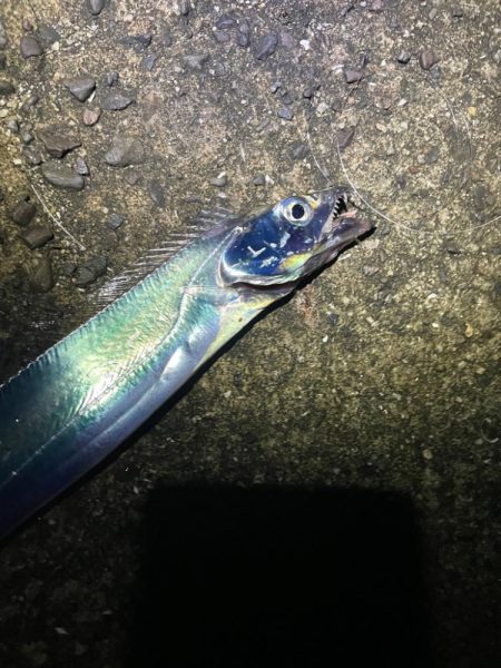 太刀魚狙いの釣り