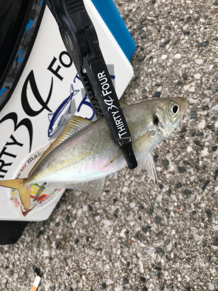 寝坊から、下潮止まり狙い