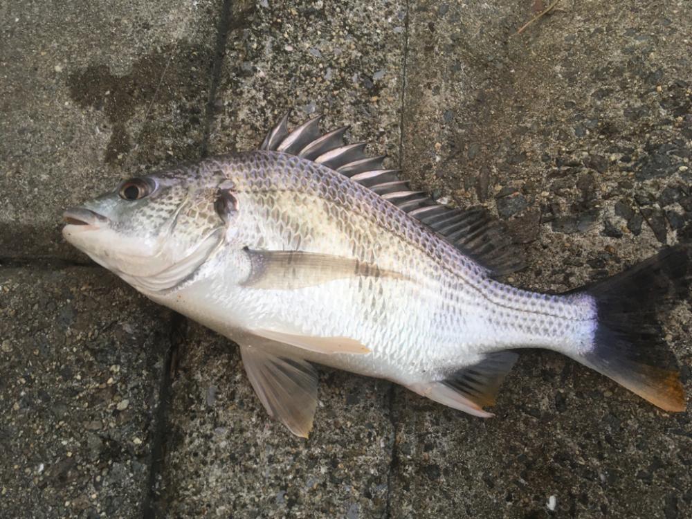 秋口、淀川河口にて