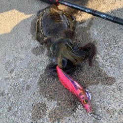 とりあえず墨族を投げれば海の状況がわかる。…気がする！