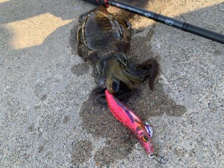 とりあえず墨族を投げれば海の状況がわかる。…気がする！