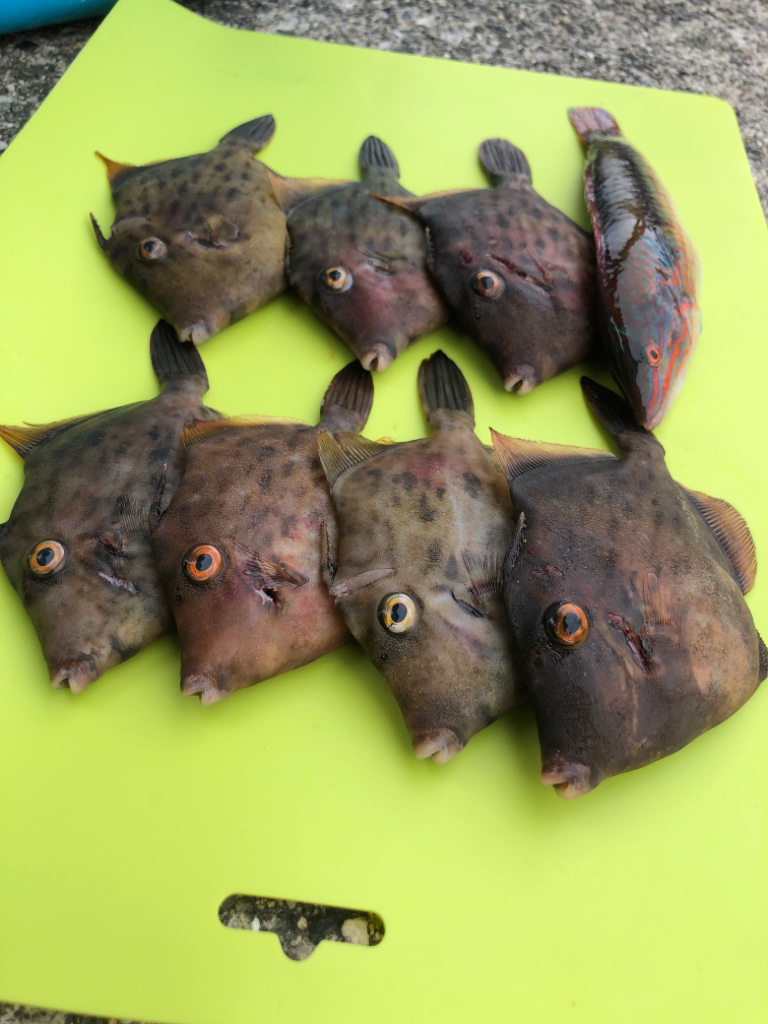 元気なカワハギ乱舞でしたー！