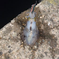 アオリとワタリガニ