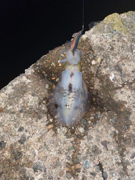 アオリとワタリガニ