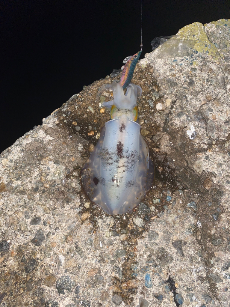 アオリとワタリガニ