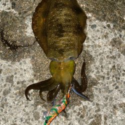 久しぶりエギング