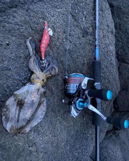 日本海アオリイカ