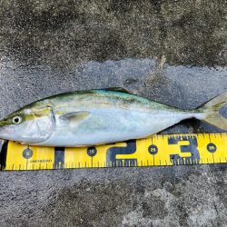 大阪湾ショアジギング