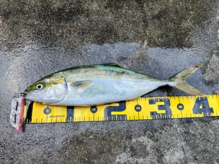 大阪湾ショアジギング