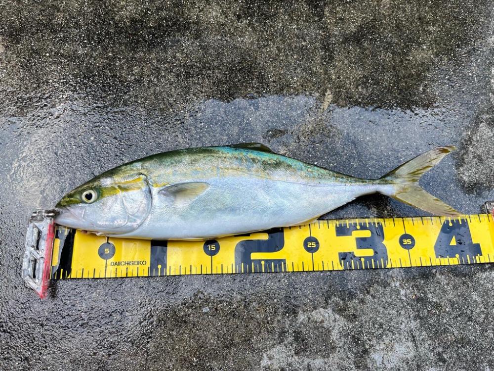 大阪湾ショアジギング