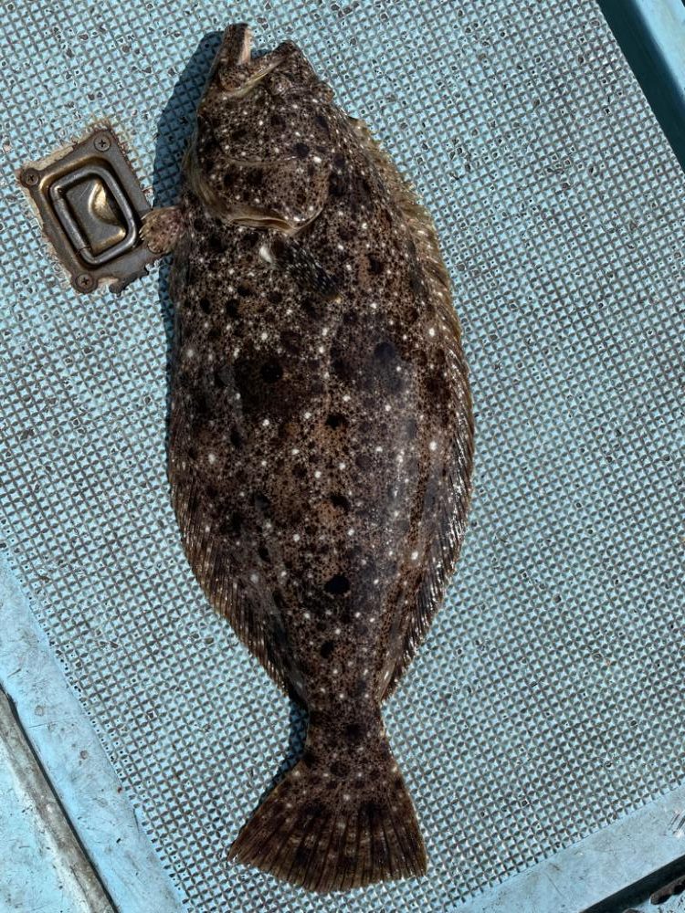 船ヒラメ釣り