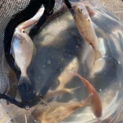 イカはおらず、いつも通りの小物釣り