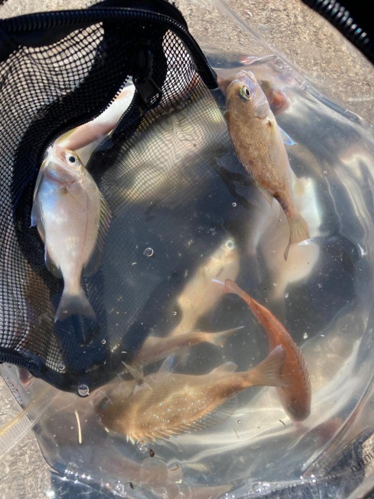 イカはおらず、いつも通りの小物釣り