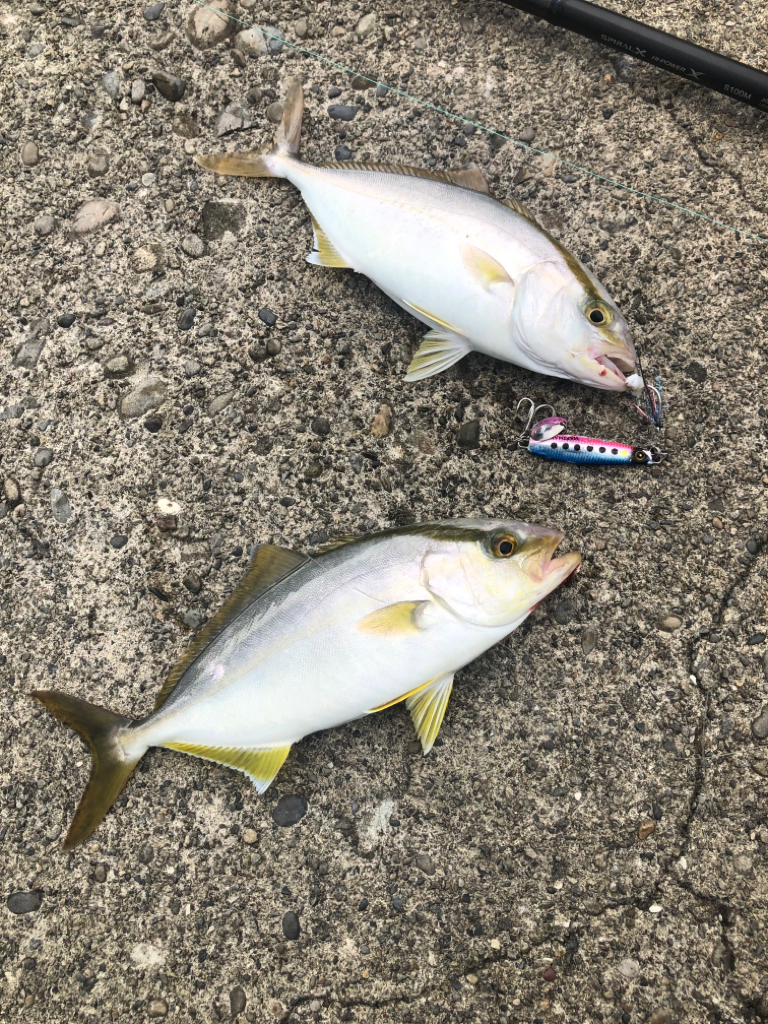 何とか釣れたけどリリースサイズ