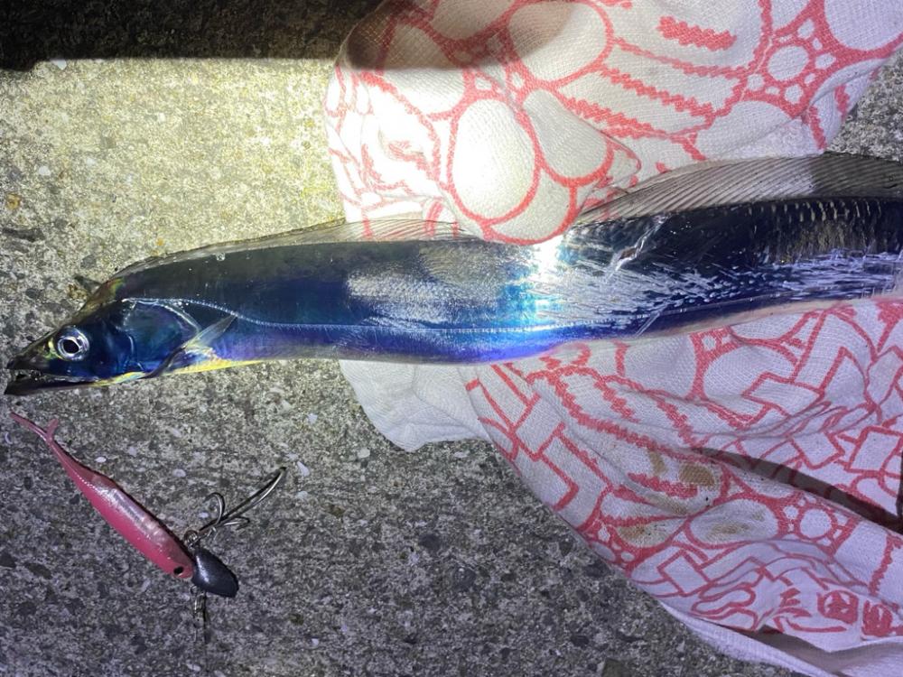 今年初タチウオ