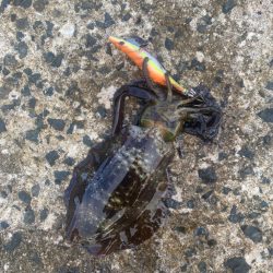 今年2回目エギング