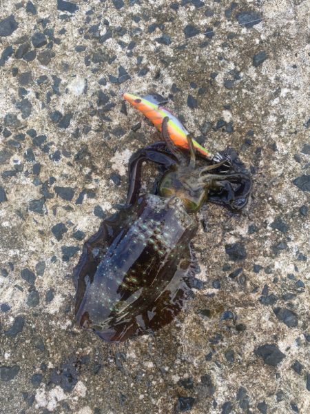 今年2回目エギング