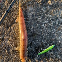 コルトスナイパーBBに鱗付け