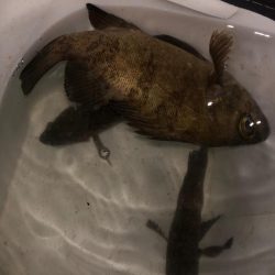 ショアジギのはずがメバリング