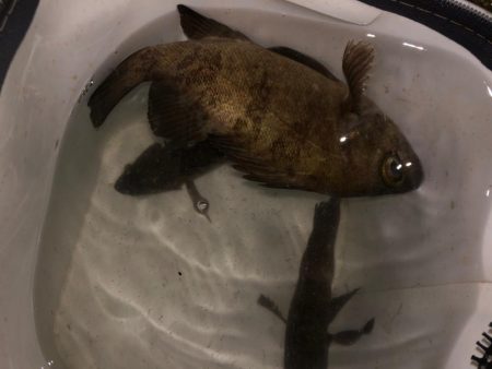 ショアジギのはずがメバリング