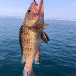 渋いながらハガツオが釣れましたǴ…