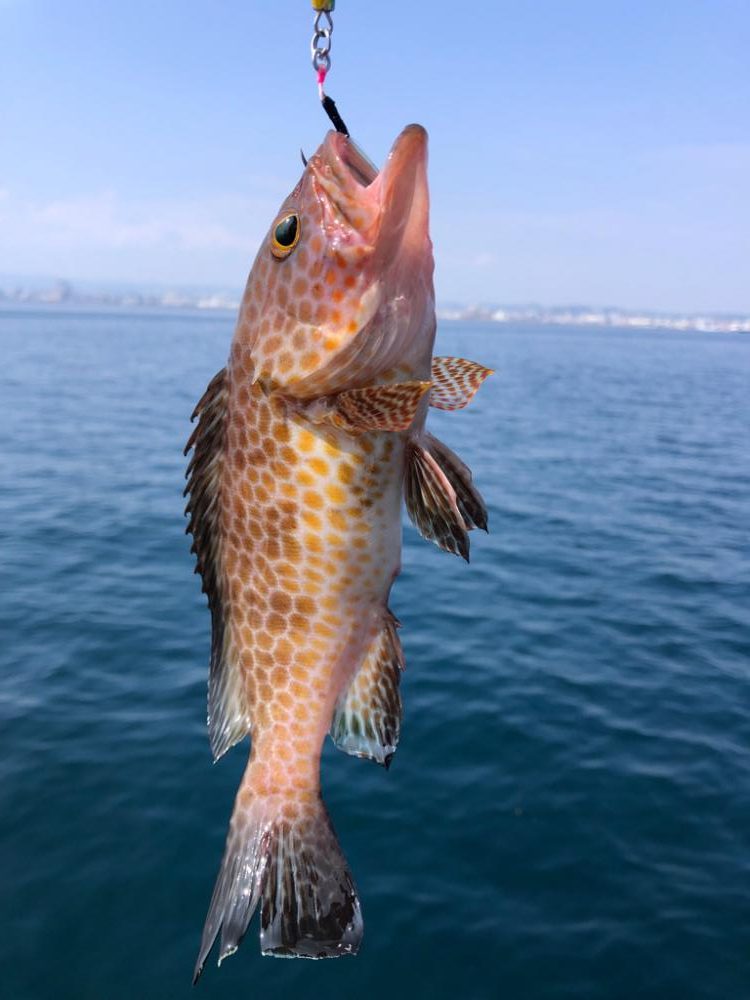 渋いながらハガツオが釣れました🐟
