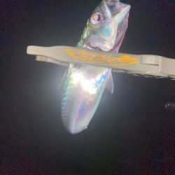 昨日の釣行結果からの答え合わせ