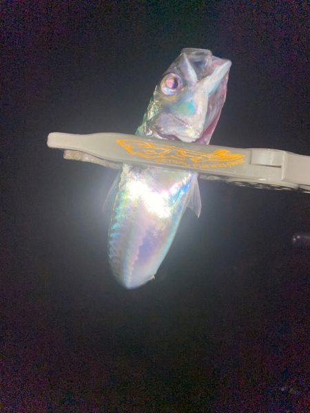 昨日の釣行結果からの答え合わせ