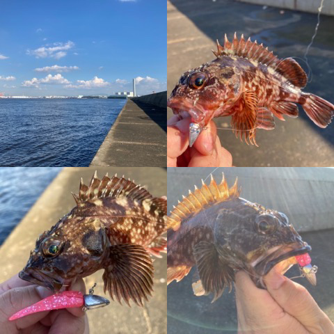 ライトワインド最高です！