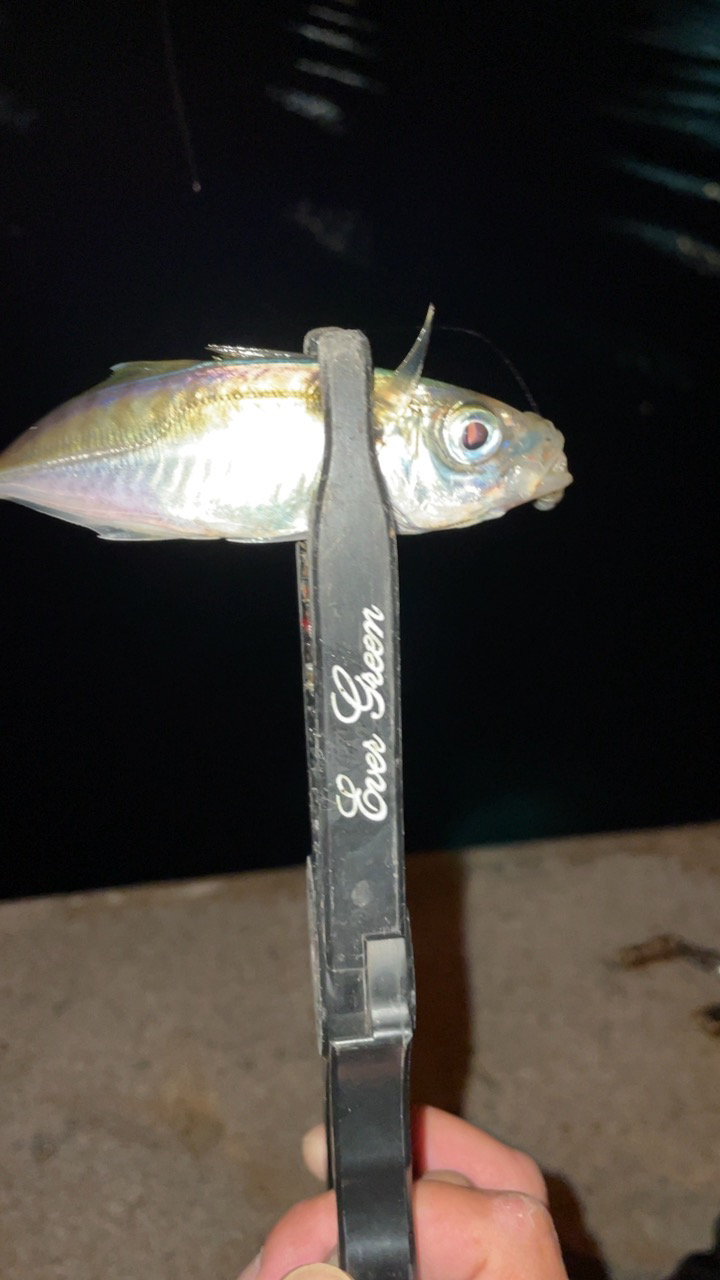 また爆風アジング