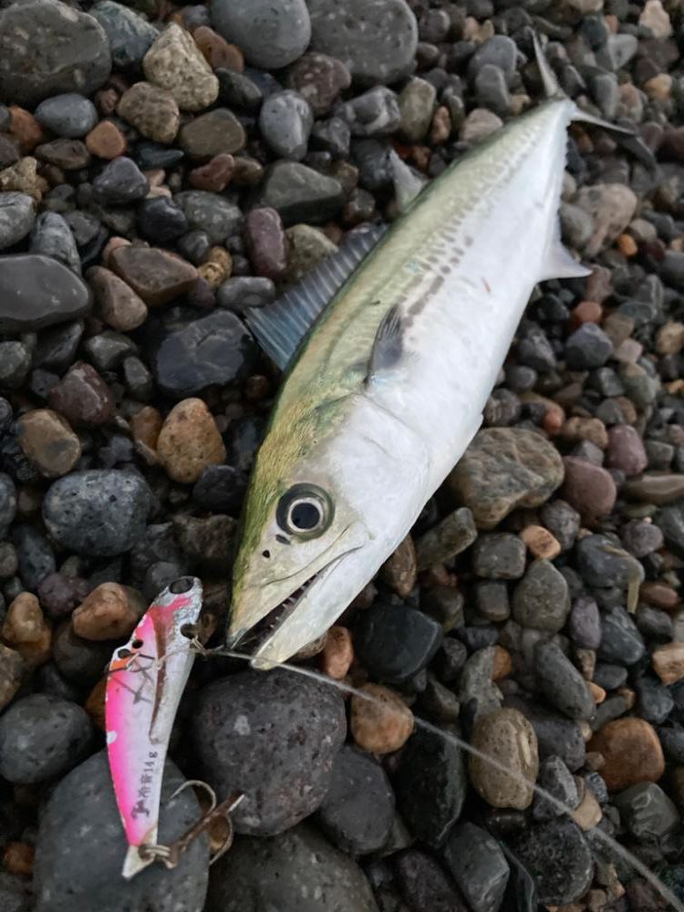 秋の夕涼み釣行