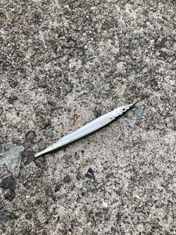 サヨリ釣りin西宮ケーソン