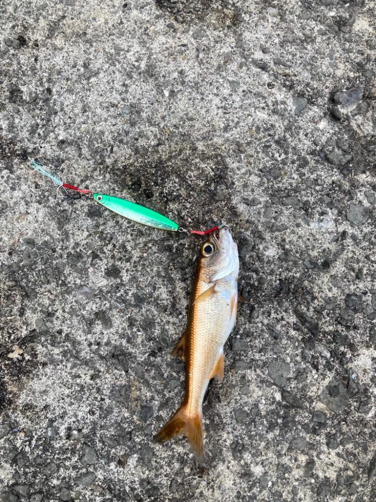 三浦半島ランガン