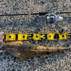 ズンズン引いてくれたマゴチ君