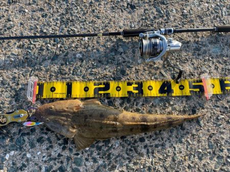 ズンズン引いてくれたマゴチ君