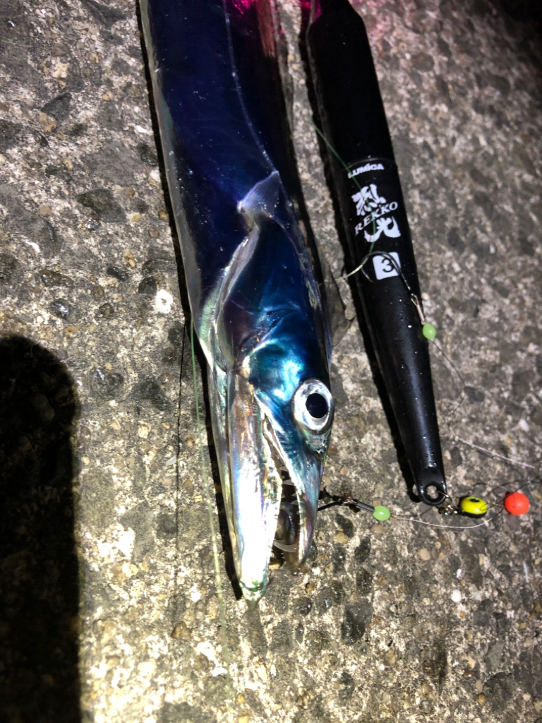 今年初太刀魚‼️