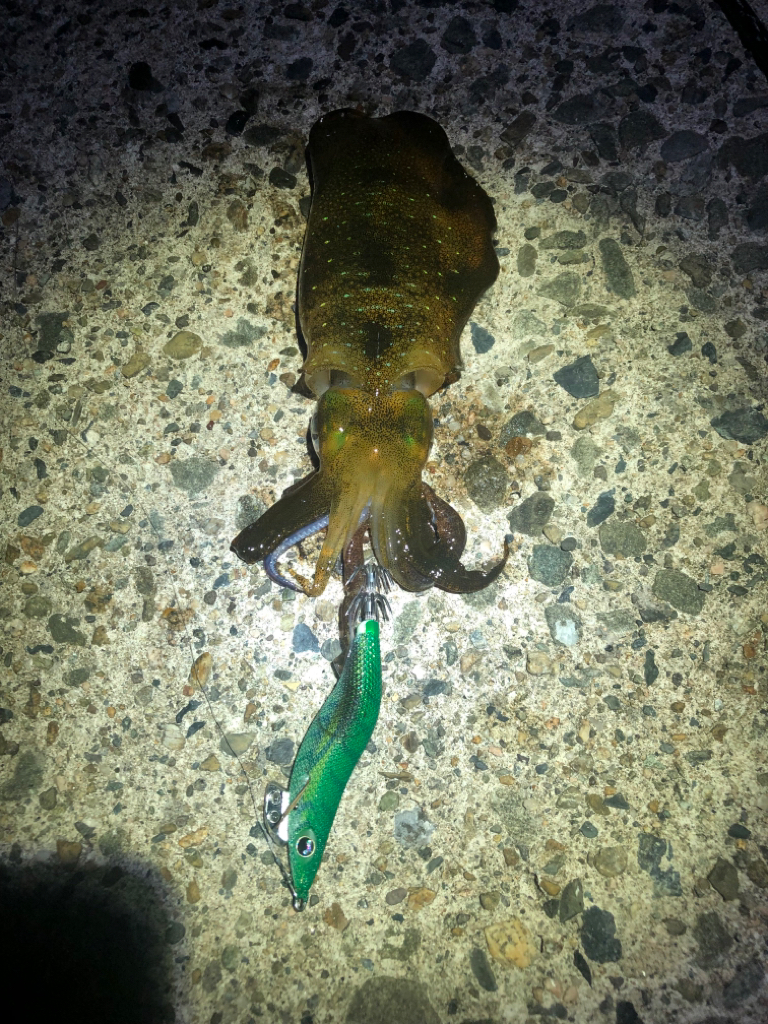 【秋イカ好調】京丹後〜伊根湾