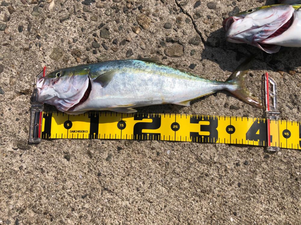 ショアジギング