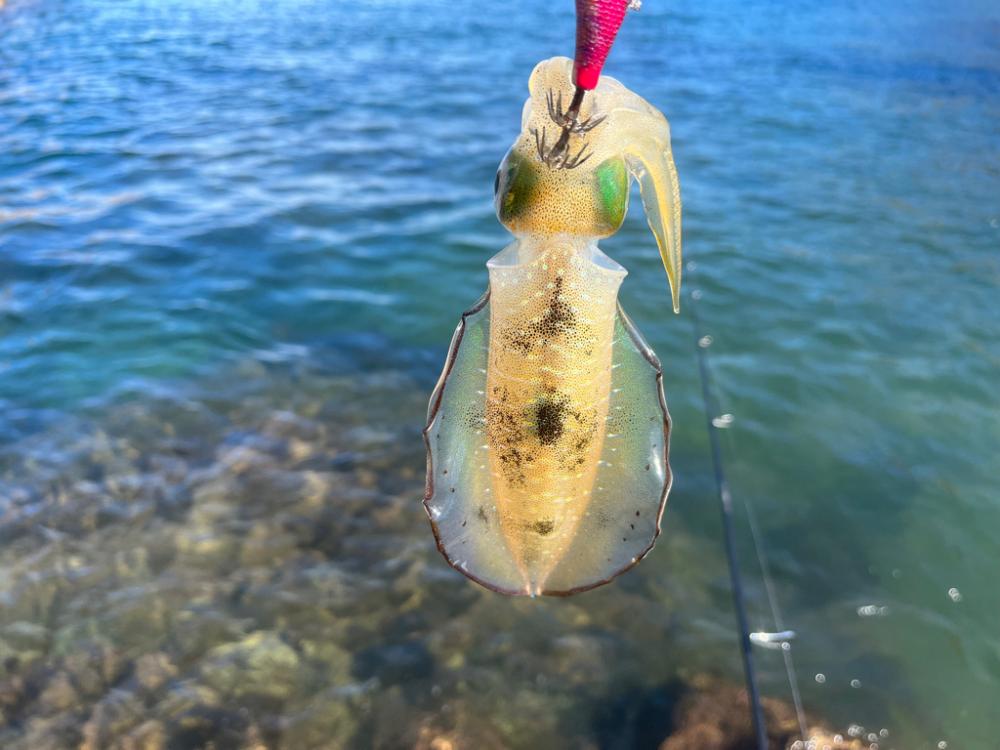 日本海エギング絶好調！