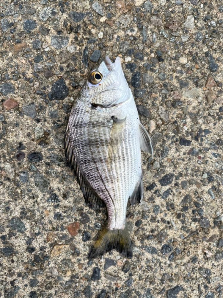 旅行ついでの短時間釣行