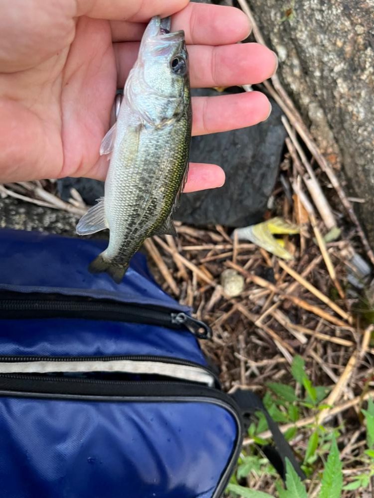 琵琶湖、朝の散歩