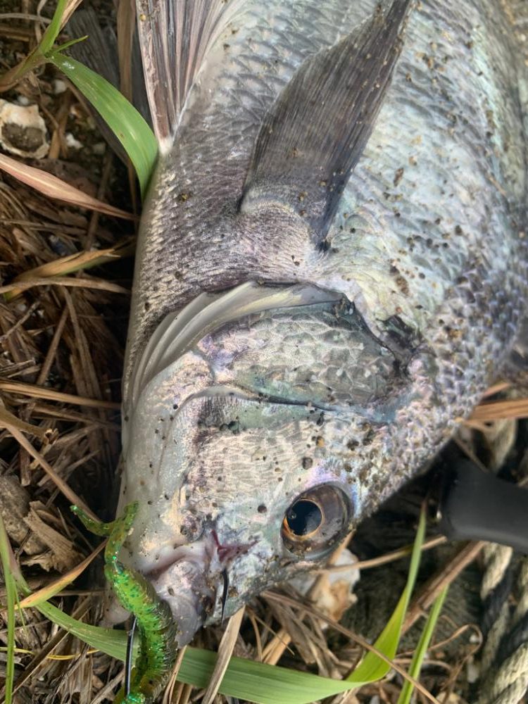 久々のチニングで大満足すぎる釣果!