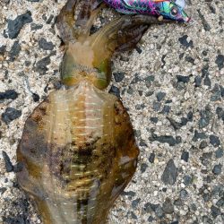 台風前の新子調査