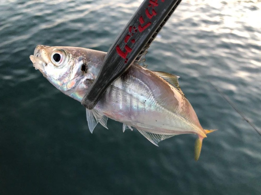 アジが帰ってきた？