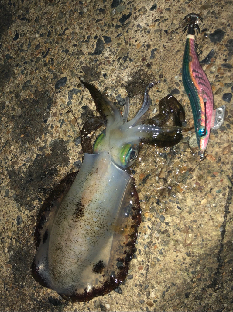 ランガン楽し♪