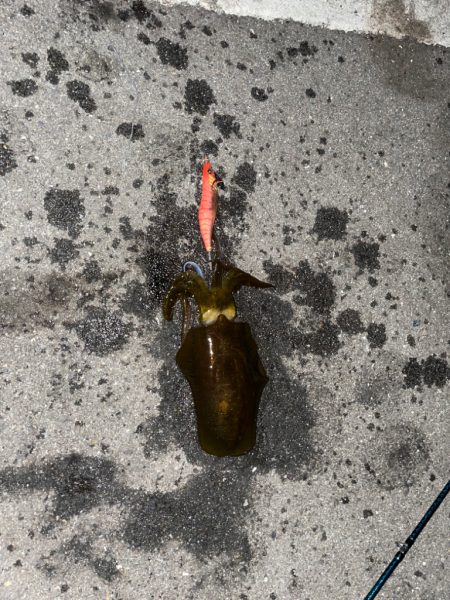 仕事終わりにエギング！